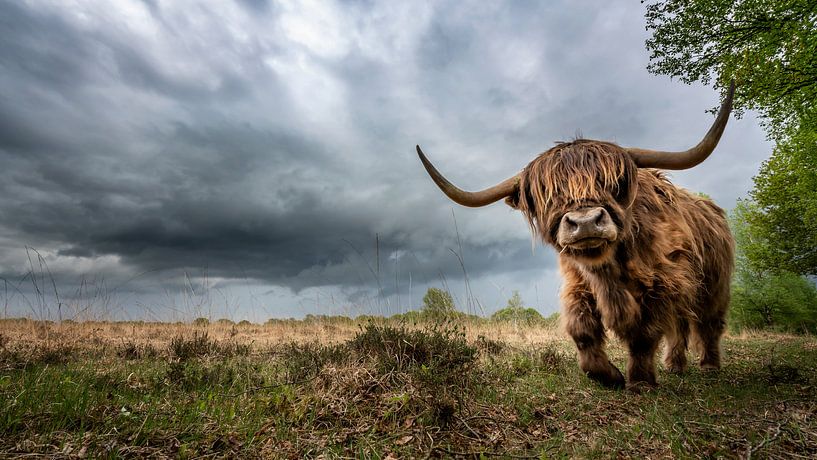 Highlander écossais et mauvais temps en route ! par Martijn van Dellen