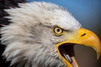 The cry of the Eagle