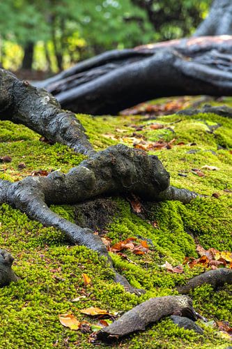 Boomwortels boven de grond tussen het mos
