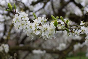 Bloesem (Blossom)  van Ab Donker