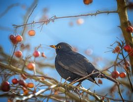 Blackbird male in apple tree