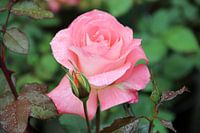 The Rose