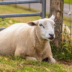 Sheep by AD DESIGN Photo & PhotoArt