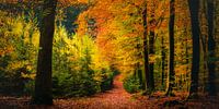 Herbstfarben von John Goossens Photography Miniaturansicht