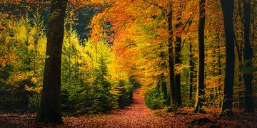 Herbstfarben von John Goossens Photography
