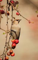 Pestvogel