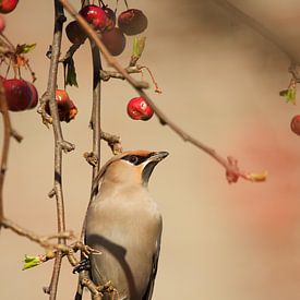 Pestvogel van Johan Bosman
