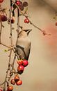 Pestvogel van Johan Bosman thumbnail