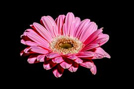 Blume auf schwarzem Hintergrund von Liberty Biesma