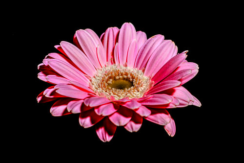 Blume auf schwarzem Hintergrund