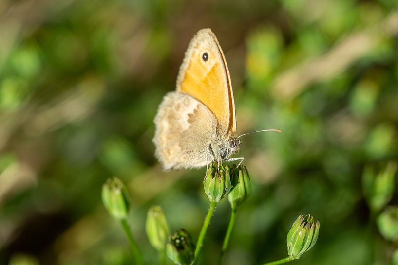 Großes Ochsenauge Tagfalter auf einer Blume von Animaflora PicsStock