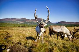 Rentiere im Cairngorms-Nationalpark in den schottischen Highlands von Laura Krol