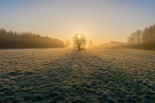 Een magische ochtend in het bos