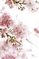 Spring fever