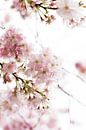 Spring fever by Lisa Becker thumbnail