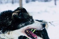 Husky sibérien