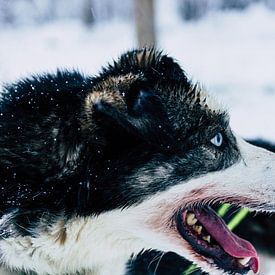 Sibirischer Husky von Jesse Doesburg