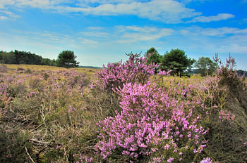 Heide 