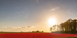 Felder von blühenden roten Tulpen während des Sonnenuntergangs in Holland