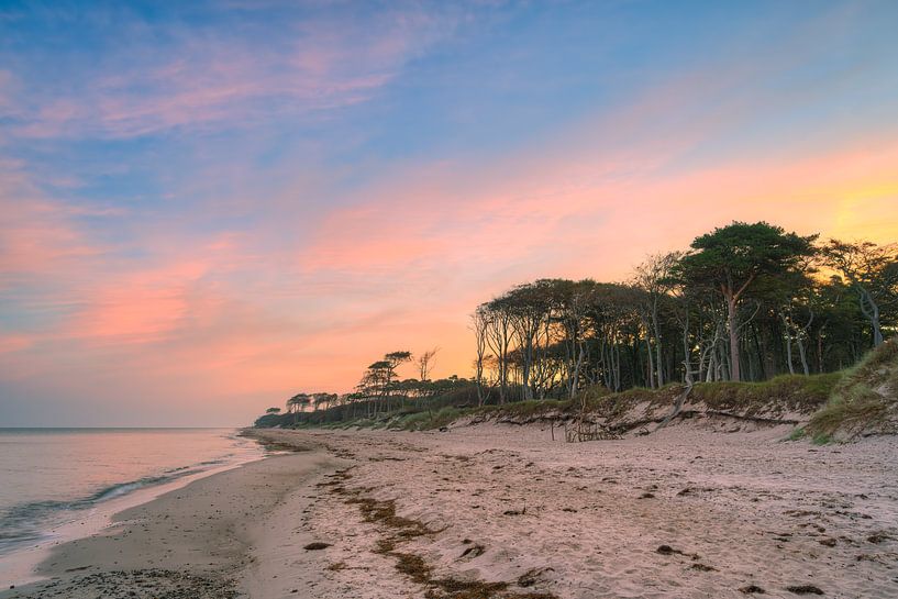 Darßwald an der Ostsee von Michael Valjak