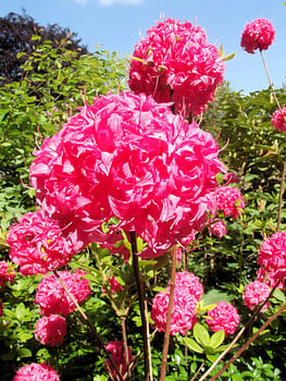Pink flower