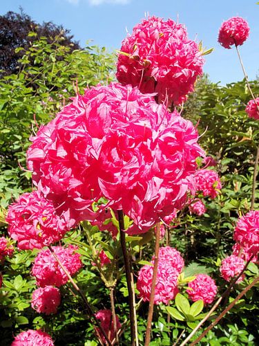 Pink flower