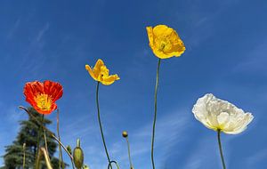 Bunte Mohnblumen
