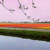 tulpen in veld met zonsondergang van Fotografie-Broenink