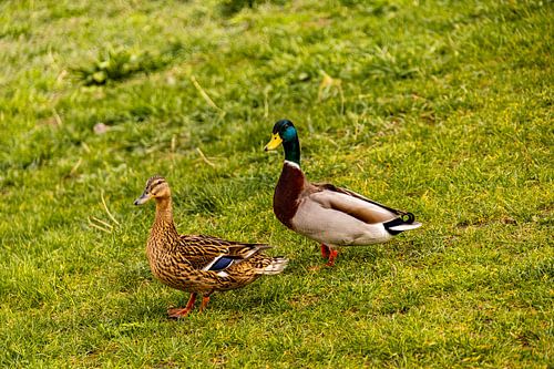 Een prachtige fietstocht langs de Elbe van Ústí nad Labem naar Dresden door Saksisch & Boheems Zwitserland - Duitsland - Tsjechië
