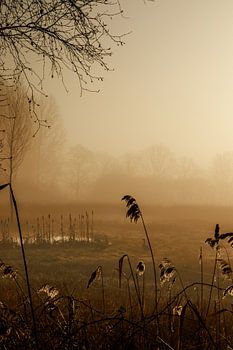 Brouillard sur terre