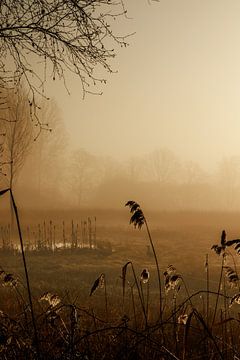 Nebel an Land von Jolijn Gommans