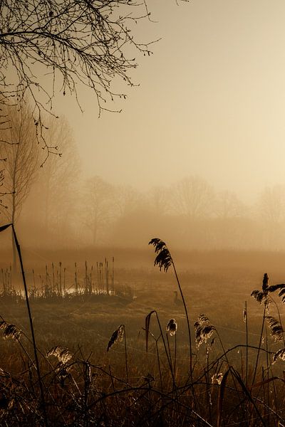 Mist op het land van Jolijn Gommans