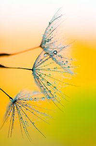 Waterpaint