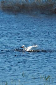 The spoonbill preens and cleans its plumage by Mark Koolen
