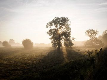 Tree of life by Eric van der Gijp