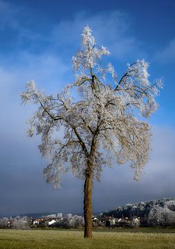 Winterlandschap met een ijzige boom van ManfredFotos