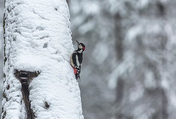 Grote bonte specht in de winter(Dendrocopos major)- Great-spotted woodpecker van Eric Wander