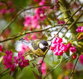 Kohlmeise in einem Pink blühendem Apfelbaum von ManfredFotos