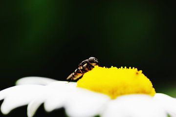 Fliegen Sie auf Daisy von Alyssa van Niekerk