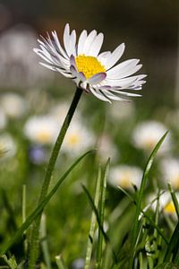 Gänseblümchen
