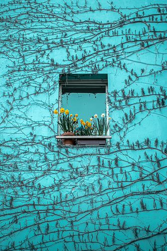 Narzissen im Fenster