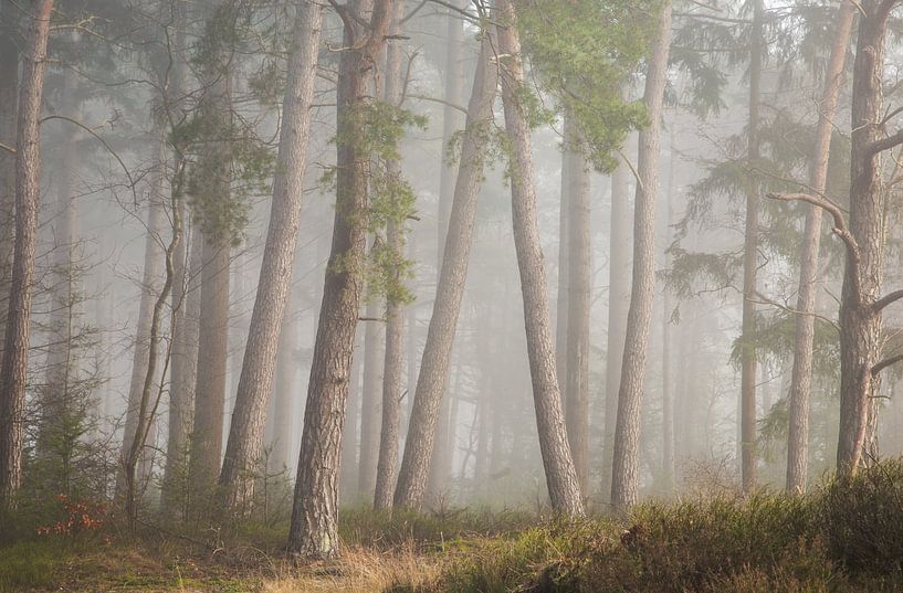 Foggy morning in January by Marloes ten Brinke