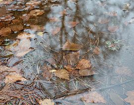 Feuilles d'automne sur Yolande Mulder