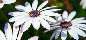 Marguerite douce