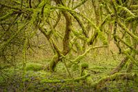 Mooswald #1