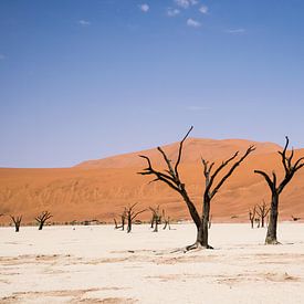 Woestijn in Namibië sur Denise van der Plaat