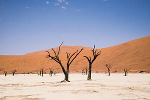 Woestijn in Namibië van Denise van der Plaat