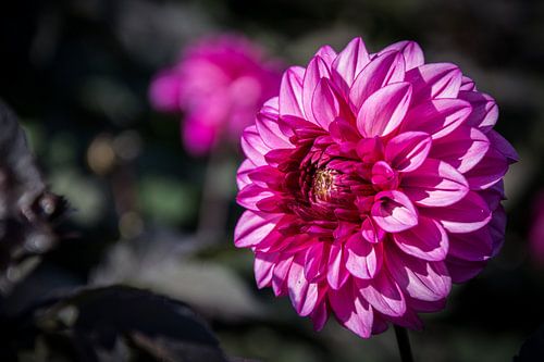 Pink Dahlia