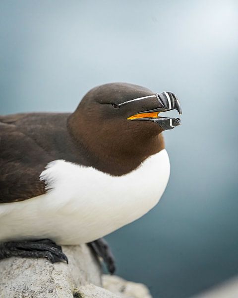 Alk op de Farne Islands van Tom Zwerver