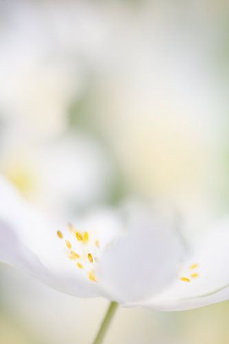 Wood anemone by Ina Hendriks-Schaafsma